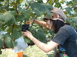 ぶどう狩り