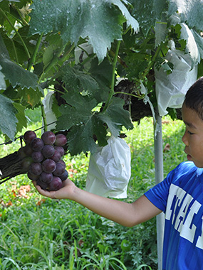ぶどう狩り