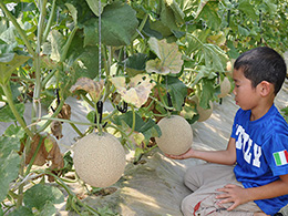 メロン狩り