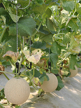 メロン狩り