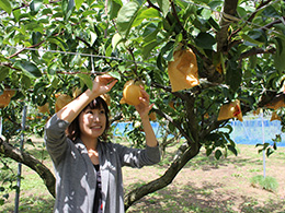 梨狩り